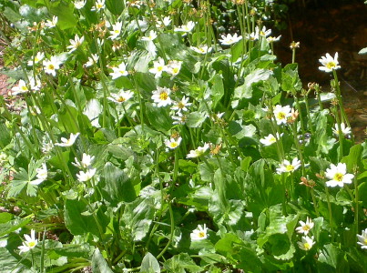 [White flowers with thick yellow centers grow singly atop long stems. The leaves of this plant are at the ground.]